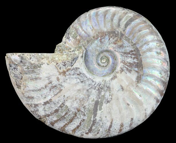 Silver Iridescent Ammonite - Madagascar #54887